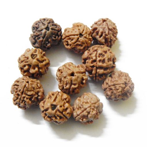 3 Mukhi Nepali Rudraksha Lot