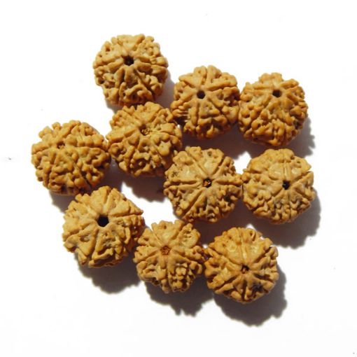 6 Mukhi Nepali Rudraksha Pack