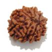 10 Mukhi rudraksha