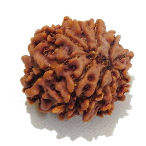 10 Mukhi rudraksha