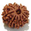10 Mukhi rudraksha