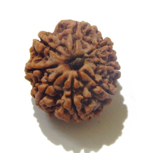 Eight Mukhi Rudraksha