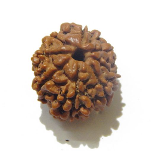 Eight Mukhi Rudraksha