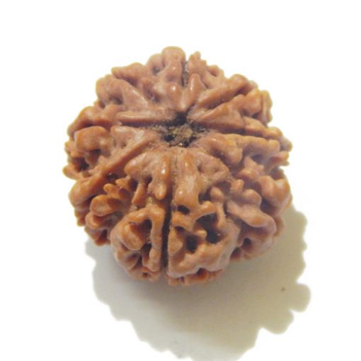 Eight Mukhi Rudraksha