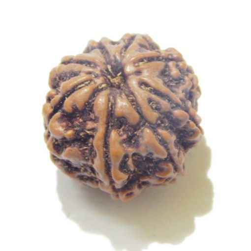 Eight Mukhi Rudraksha