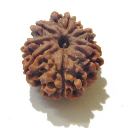 Eight Mukhi Rudraksha