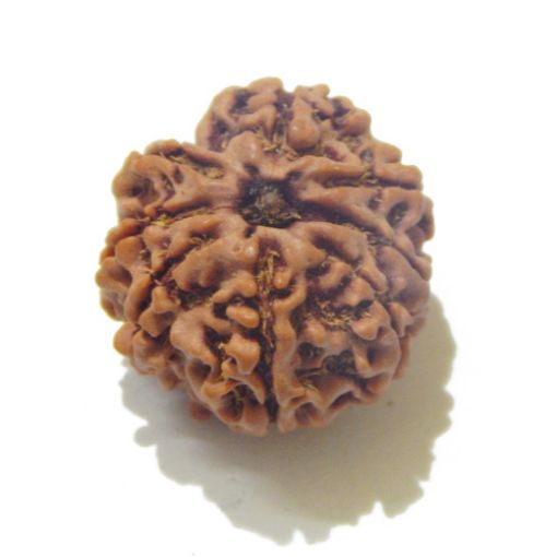 Eight Mukhi Rudraksha