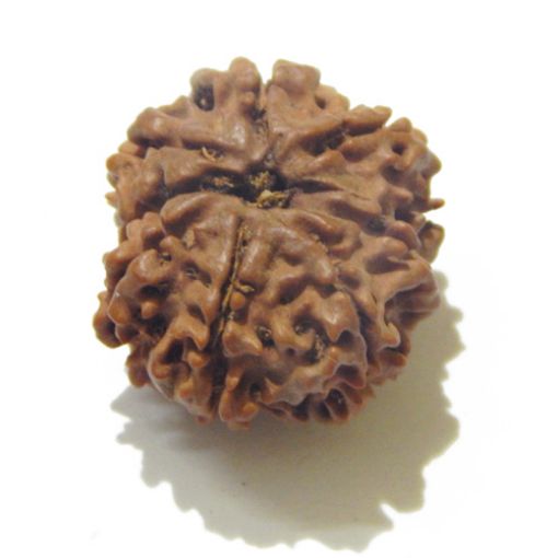 Eight Mukhi Rudraksha