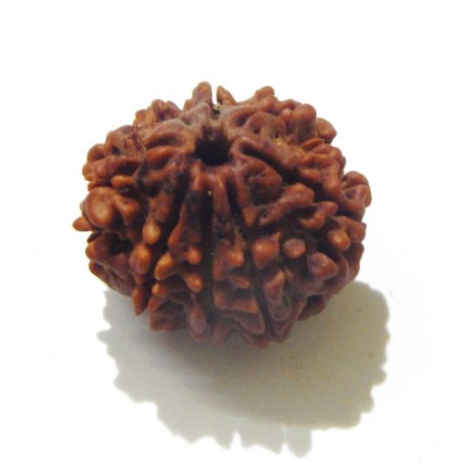 Eight Mukhi Rudraksha