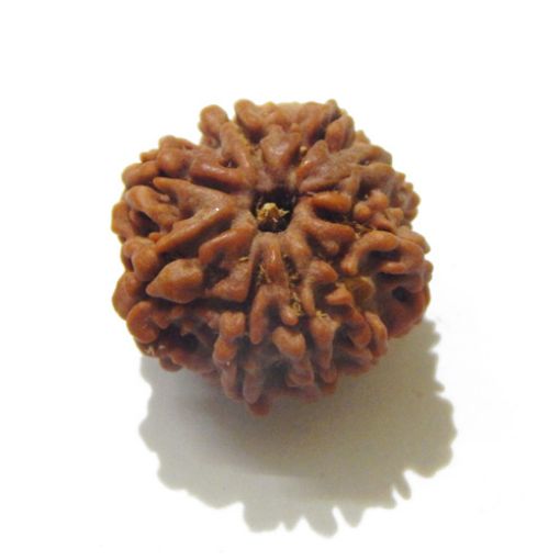 Eight Mukhi Rudraksha