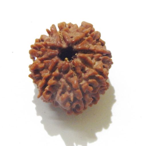 Eight Mukhi Rudraksha