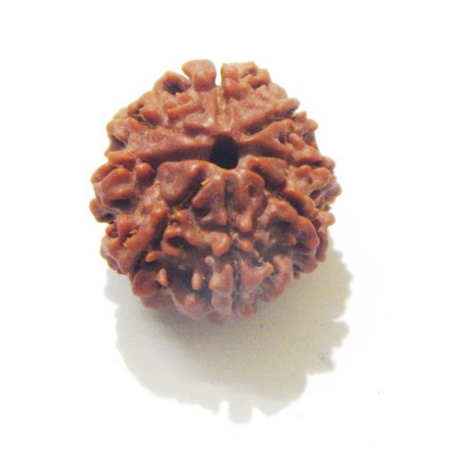 Eight Mukhi Rudraksha