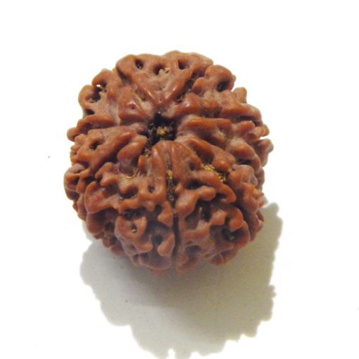 Eight Mukhi Rudraksha