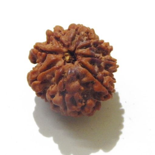 Eight Mukhi Rudraksha