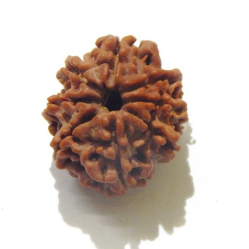 Eight Mukhi Rudraksha