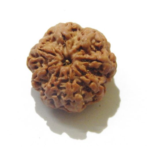 Eight Mukhi Rudraksha