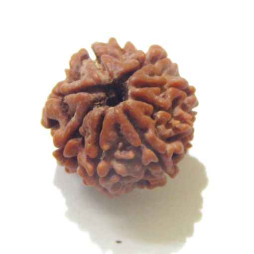 Eight Mukhi Rudraksha