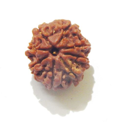 Eight Mukhi Rudraksha