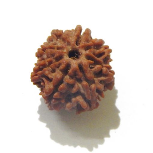 Eight Mukhi Rudraksha