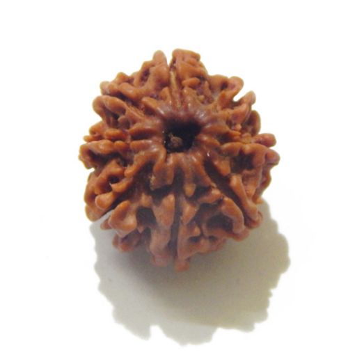 Eight Mukhi Rudraksha