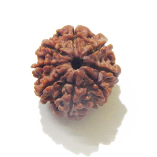 Eight Mukhi Rudraksha