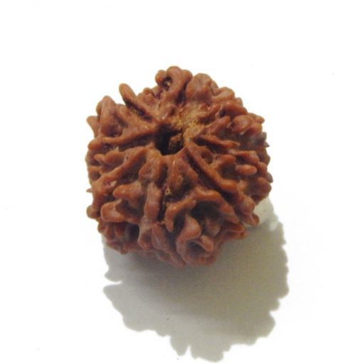 Eight Mukhi Rudraksha