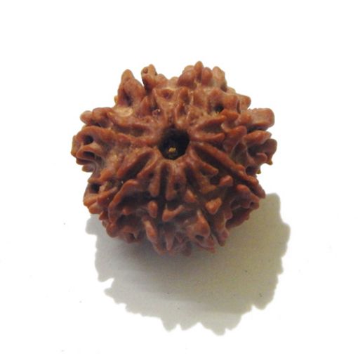 Eight Mukhi Rudraksha