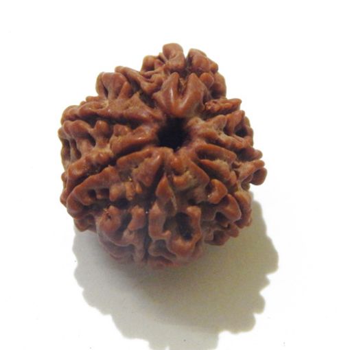 Eight Mukhi Rudraksha