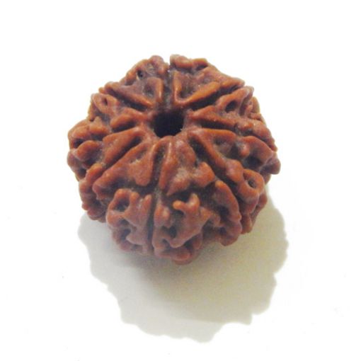 Eight Mukhi Rudraksha