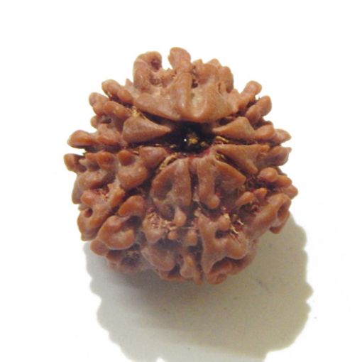 Eight Mukhi Rudraksha