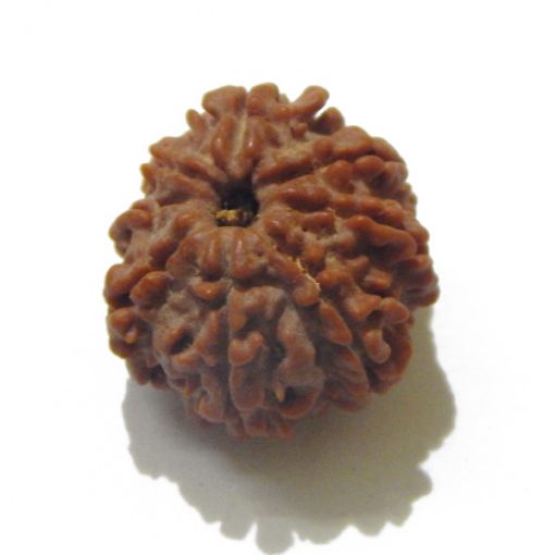 Eight Mukhi Rudraksha