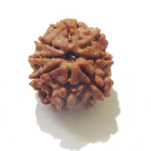 Eight Mukhi Rudraksha