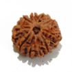 Nine Mukhi Rudraksha