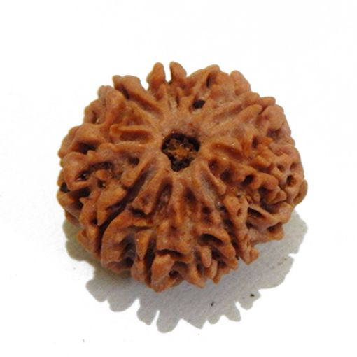 Nine Mukhi Rudraksha