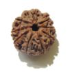 9 Mukhi Nepali Rudraksha