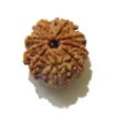 9 Mukhi Nepali Rudraksha