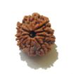 9 Mukhi Nepali Rudraksha