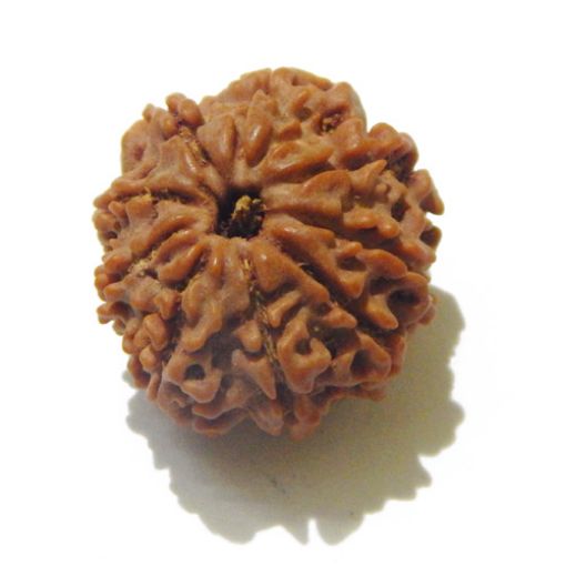 9 Mukhi Nepali Rudraksha