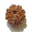 9 Mukhi Nepali Rudraksha