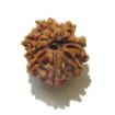 9 Mukhi Nepali Rudraksha