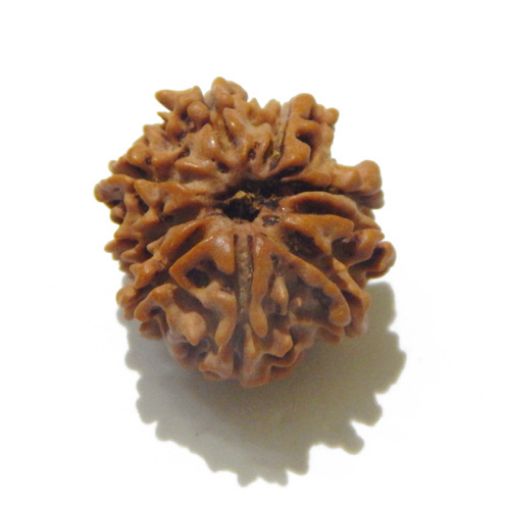 9 Mukhi Nepali Rudraksha