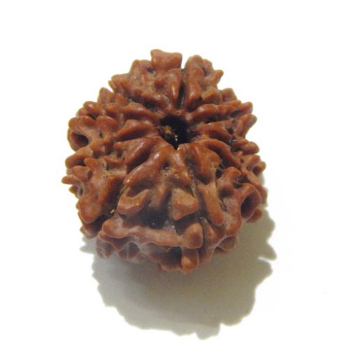 9 Mukhi Nepali Rudraksha