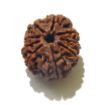 9 Mukhi Nepali Rudraksha