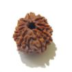 9 Mukhi Nepali Rudraksha