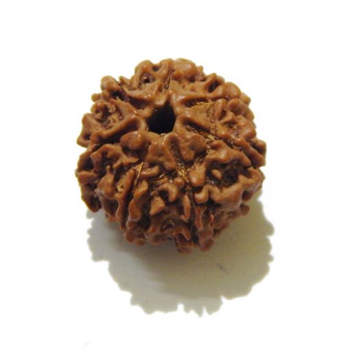 7 mukhi rudraksha 