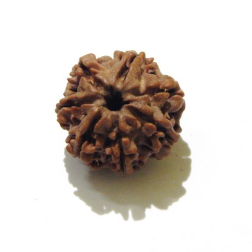 7 mukhi rudraksha 