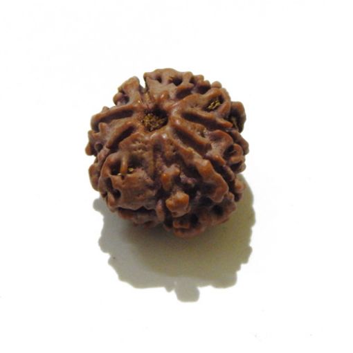 7 mukhi rudraksha 