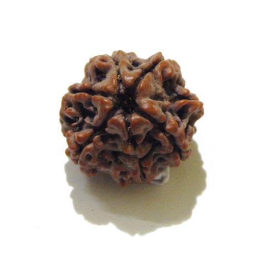 7 mukhi rudraksha 