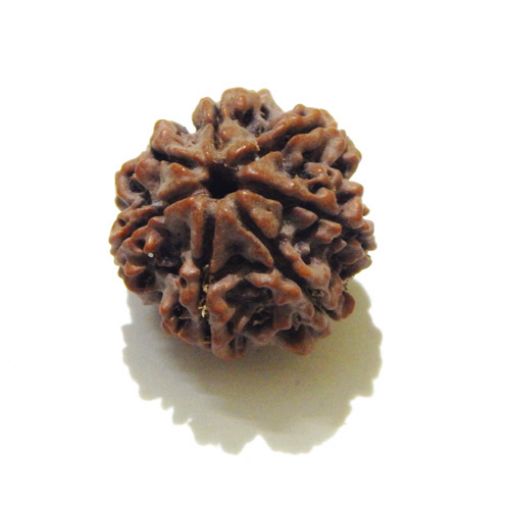 7 mukhi rudraksha 