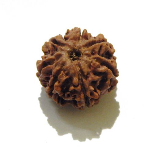 7 mukhi rudraksha 